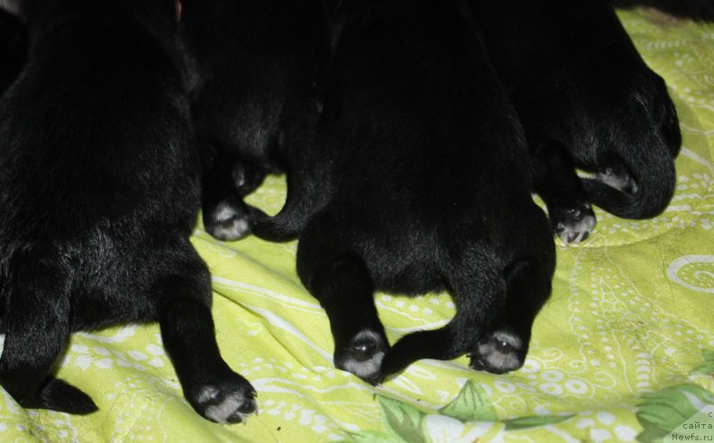 Фотография № 225819