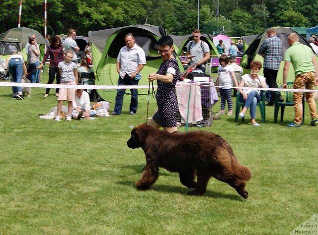 Фото: ньюфаундленд Brownblood MSK Armata Loyar Aid (Браунблад МСК Армата Лойар Аид)
