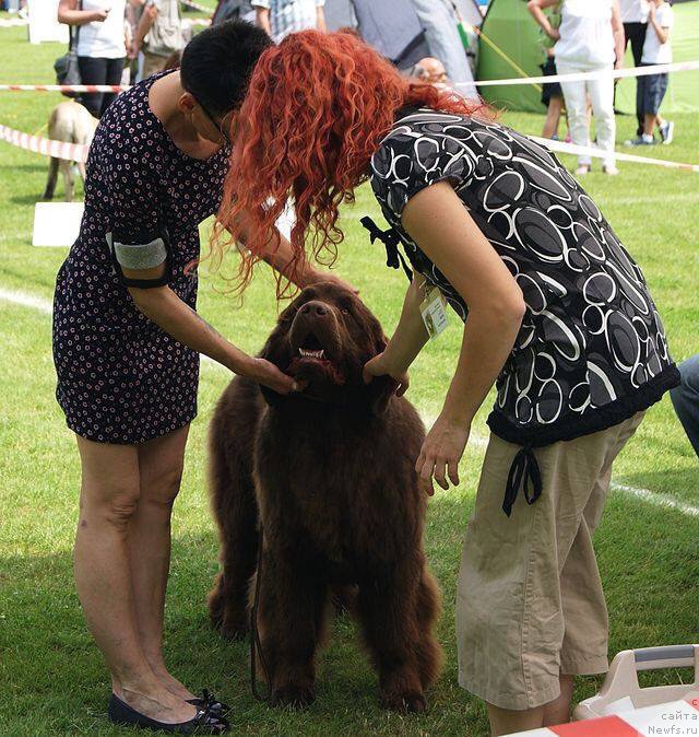 Фото: ньюфаундленд Brownblood MSK Armata Loyar Aid (Браунблад МСК Армата Лойар Аид)