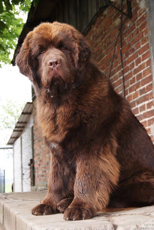 Фото: ньюфаундленд Brownblood MSK Armata Loyar Aid (Браунблад МСК Армата Лойар Аид)