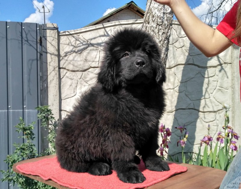 Фото: ньюфаундленд Velyke Malyatko Koval' Charivnyk