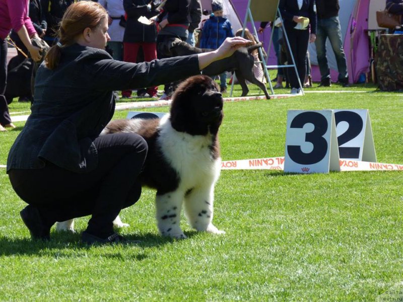 Фото: ньюфаундленд Terra Viktoriya Zahira (Терра Виктория Захира)