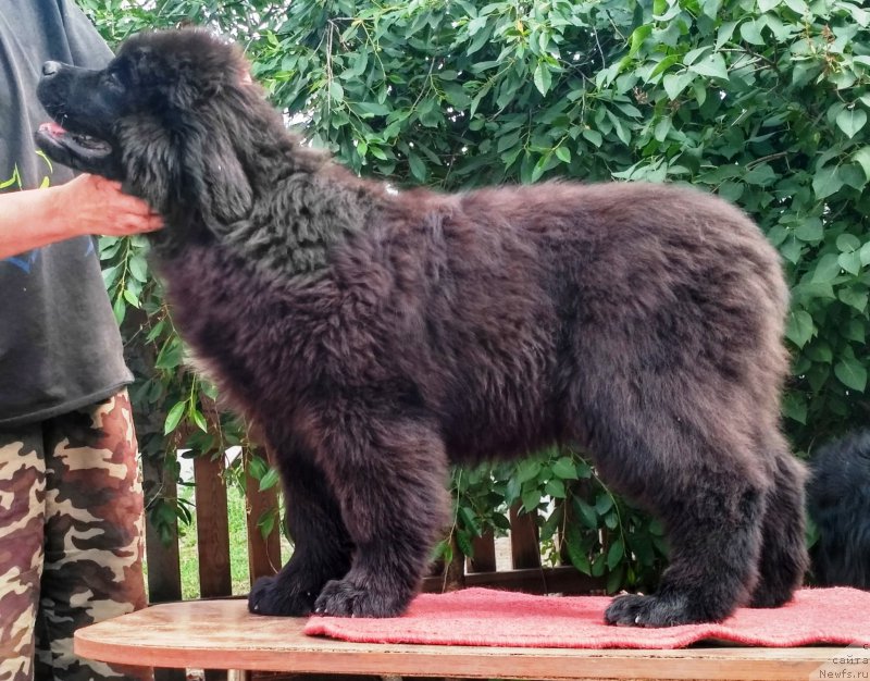 Фото: ньюфаундленд Velyke Malyatko Kralya Karooka