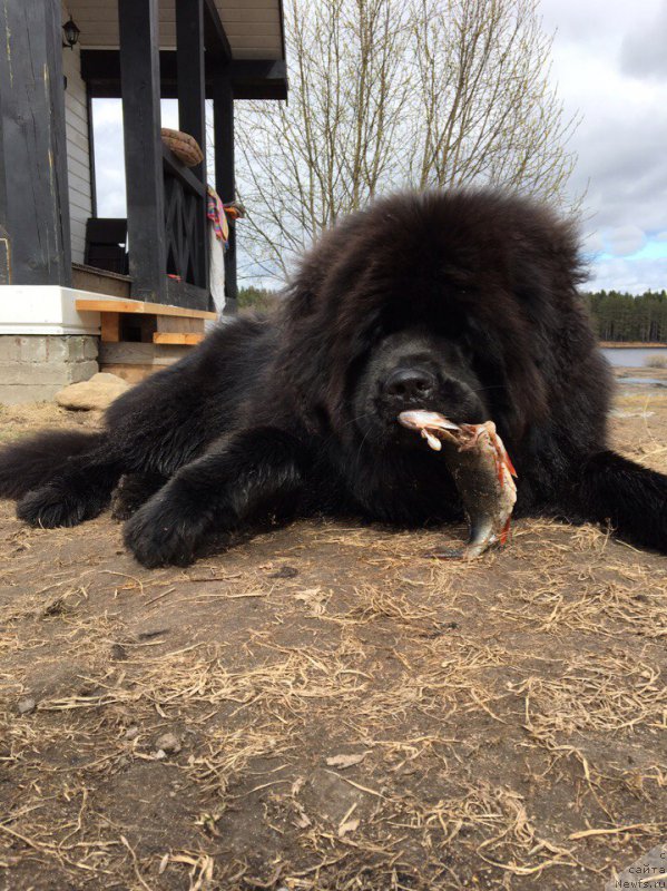 Фото: ньюфаундленд Al'fa Dar Oksa Doroje Deneg (Альфа Дар Окса Дороже Денег)