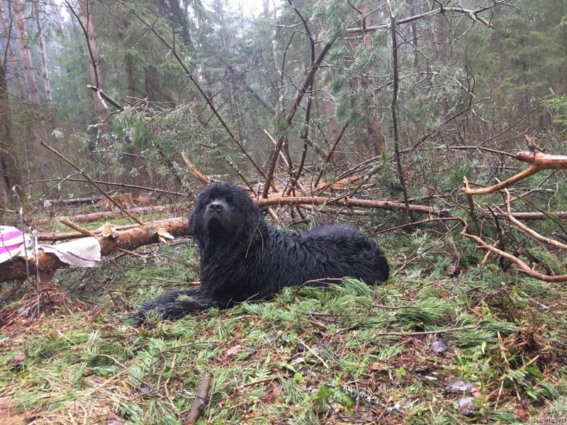 Фото: ньюфаундленд Al'fa Dar Oksa Detektor Schast'ya (Альфа Дар Окса Детектор Счастья)