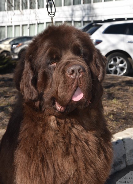 Фото: ньюфаундленд Newfashion The Crowd Goes Wild