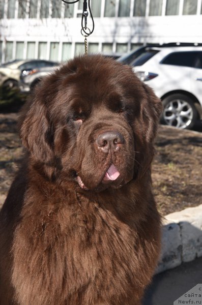 Фото: ньюфаундленд Newfashion The Crowd Goes Wild