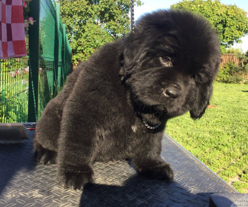 Фото: ньюфаундленд Stealbears Aquamarine (Стеалбеарс Аквамарин)