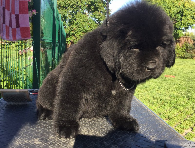 Фото: ньюфаундленд Stealbears Aquamarine (Стеалбеарс Аквамарин)