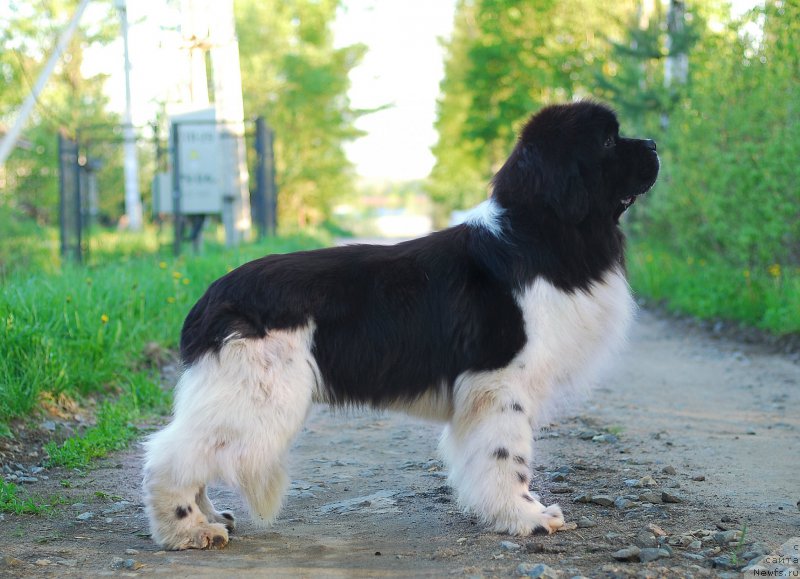 Фото: ньюфаундленд Eros Faundland