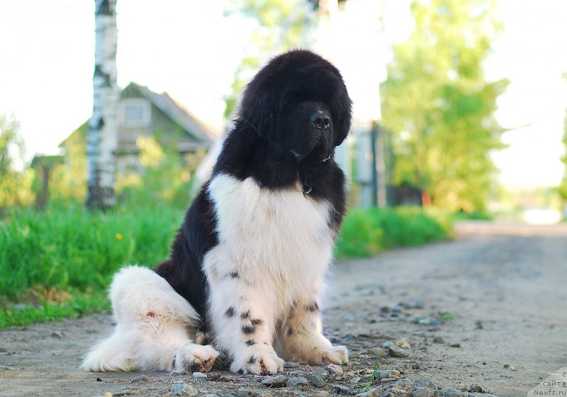 Фото: ньюфаундленд Eros Faundland