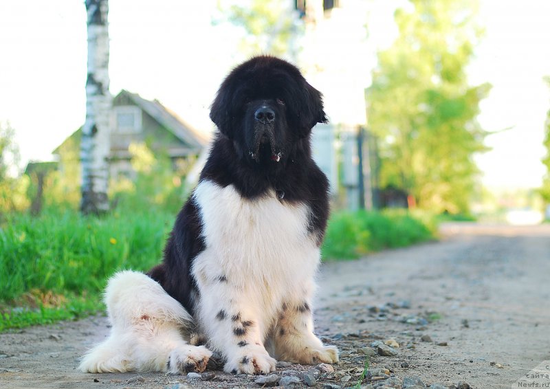 Фото: ньюфаундленд Eros Faundland