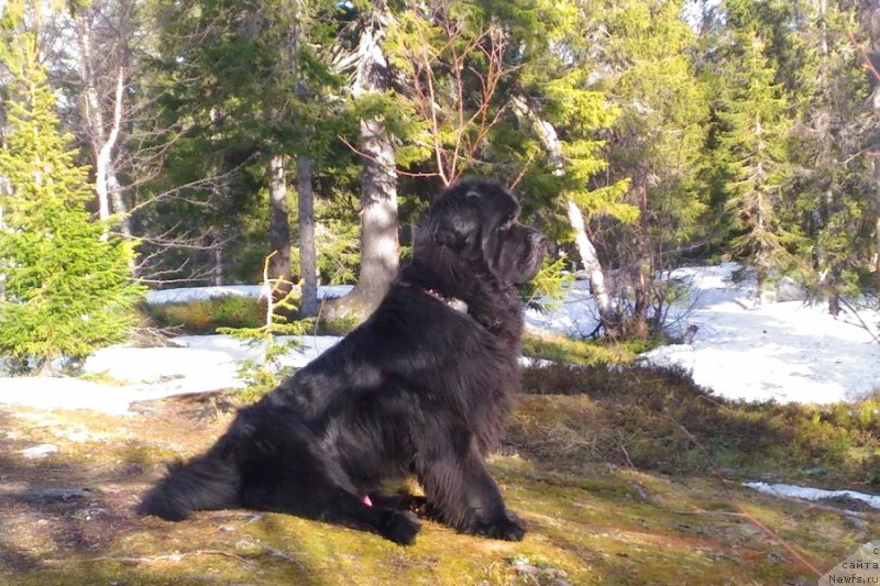 Фото: ньюфаундленд Chernaya Mafia Shake and Play (Черная Мафия Шаке анд Плау)