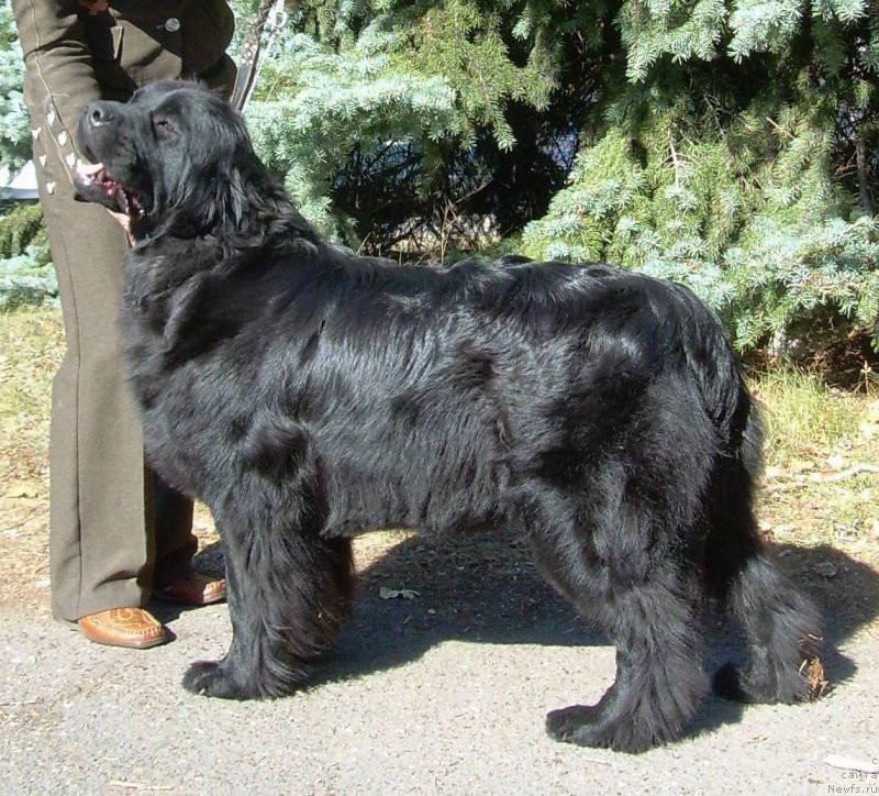 Фото: ньюфаундленд Velyke Malyatko Velykolepna Soloha