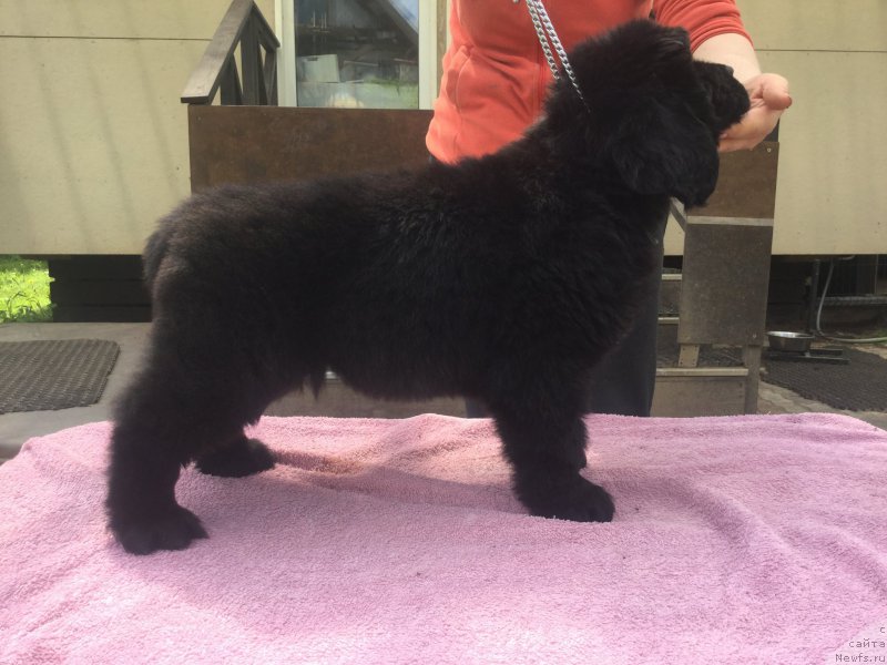 Фото: ньюфаундленд Stealbears Aquamarine (Стеалбеарс Аквамарин)