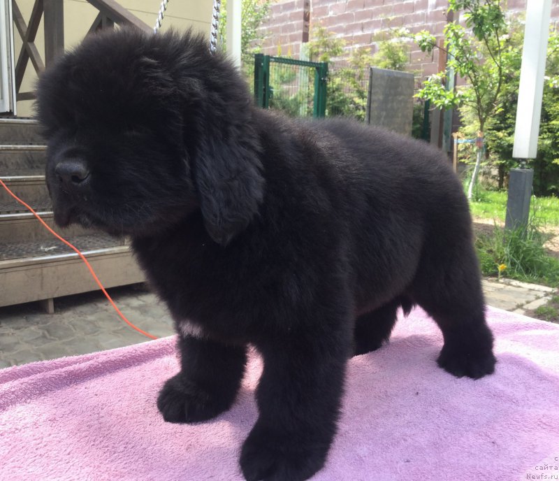 Фото: ньюфаундленд Stealbears Albachiara (Стеалбеарс Альбакьяра)