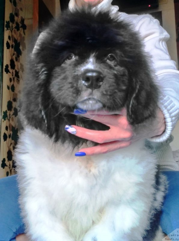 Фото: ньюфаундленд Velyke Malyatko Ity Do Peremogy