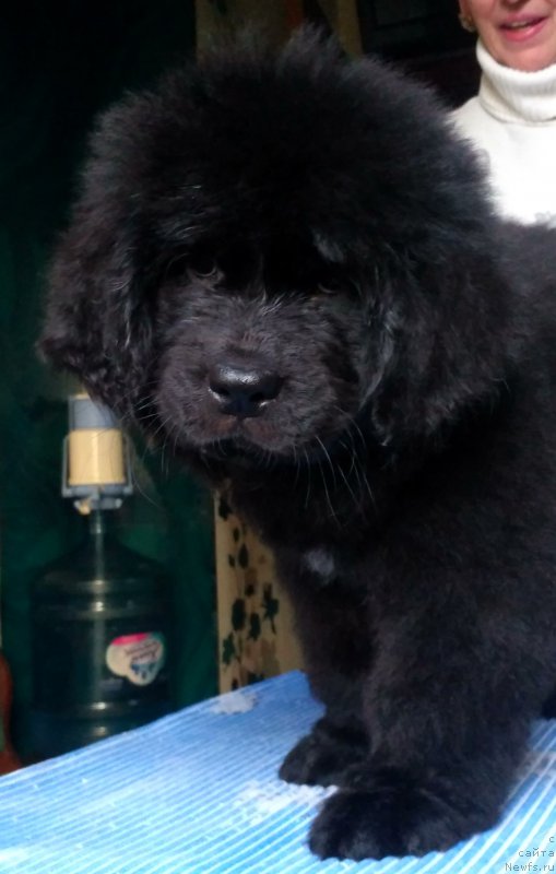 Фото: ньюфаундленд Velyke Malyatko Imla Roztane