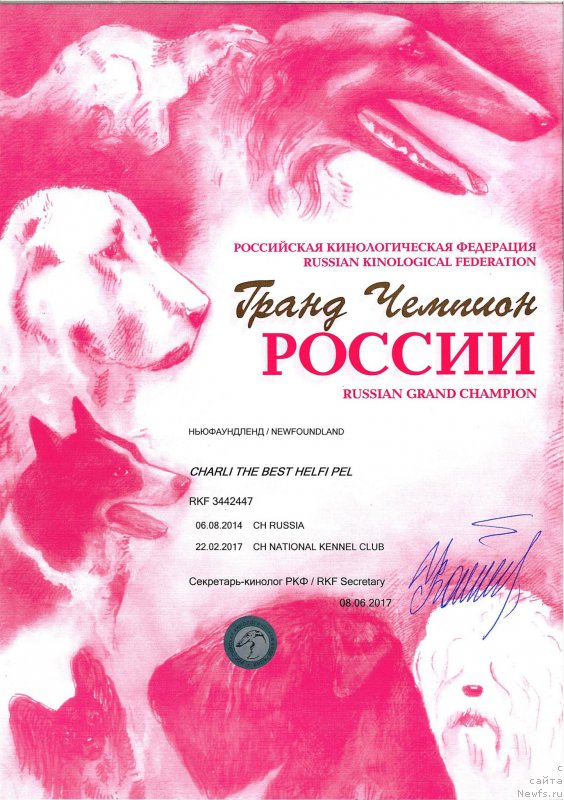 Фото: ньюфаундленд Charli The Best Helfi Pel (Чарли Де Бест Хелфи Пэл)