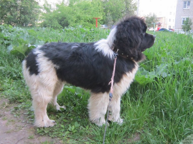 Фото: ньюфаундленд Vodogray ot Karel'skih Medvedey (Водограй от Карельских Медведей)