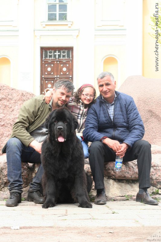 Фото: ньюфаундленд Chernaya Mafia Because I Am Worth It (Черная Мафия Бекаусе И Ам Вортх Ит)