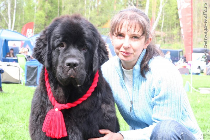 Фото: ньюфаундленд Chernaya Mafia Because I Am Worth It (Черная Мафия Бекаусе И Ам Вортх Ит), YUliya Naumova (Юлия Наумова)