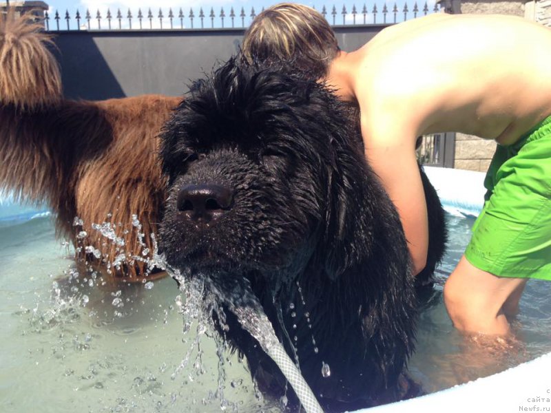 Фото: ньюфаундленд N'yufort Instinkt Vinner Knayt Itus (Ньюфорт Инстинкт Виннер Кнайт Итус)