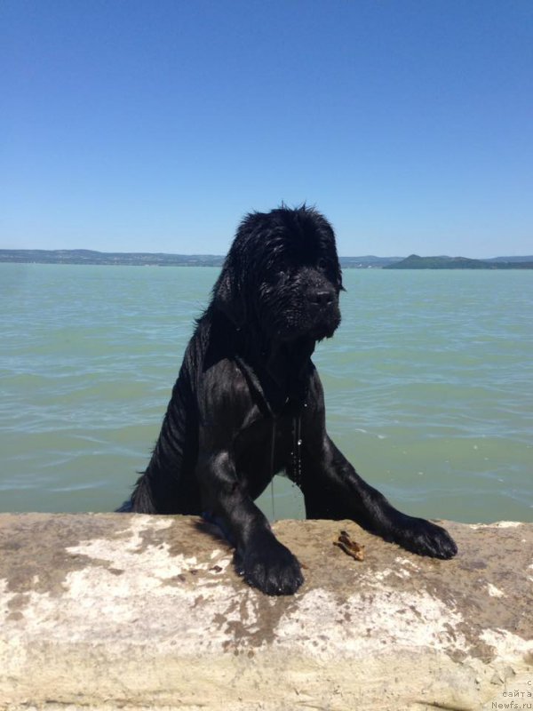 Фото: ньюфаундленд N'yufort Instinkt Vinner Knayt Itus (Ньюфорт Инстинкт Виннер Кнайт Итус)