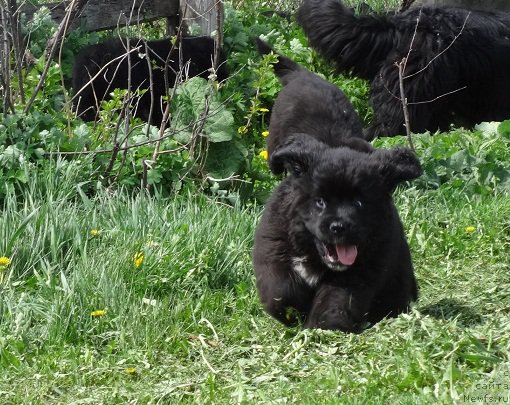 Фото: ньюфаундленд N'yufort Lindal' (Ньюфорт Линдаль)