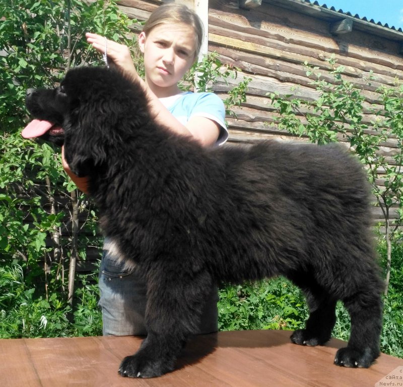 Фото: ньюфаундленд Velyke Malyatko Kyjivs'ka Knyazivna