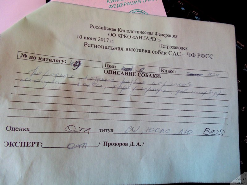 Фото: ньюфаундленд Varvara Krasa ot Karel'skih Medvedey (Варвара Краса от Карельских Медведей)