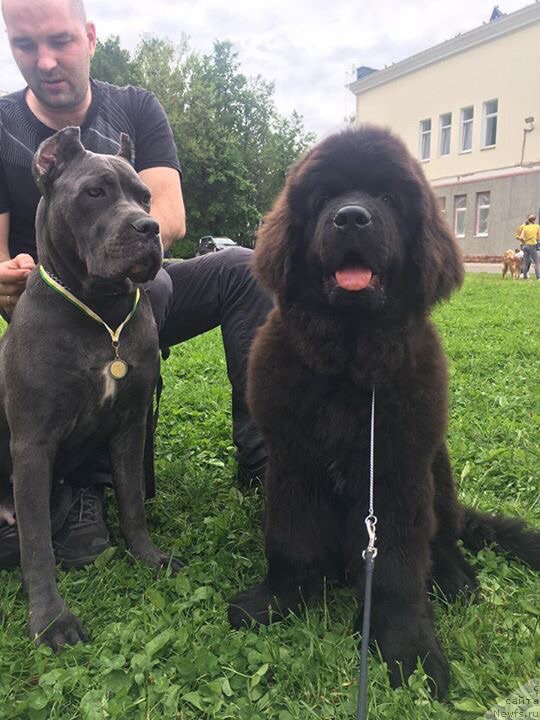 Фото: ньюфаундленд Brownblood MSK Lavy Neman (Браунблад MCК Лави Нэман)