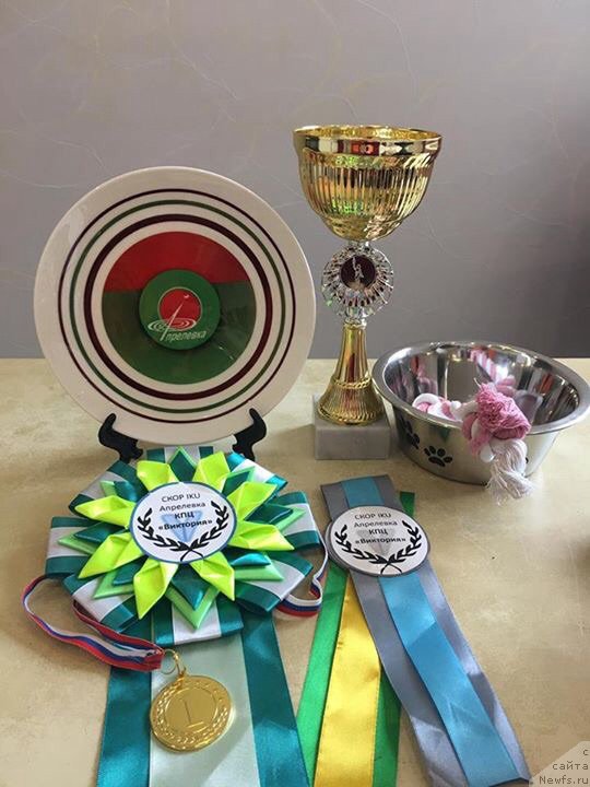 Фото: ньюфаундленд Brownblood MSK Lavy Neman (Браунблад MCК Лави Нэман)