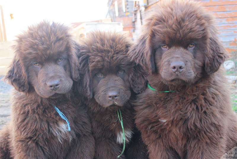 Фото: ньюфаундленд Braunblad MSK Djeyn Vendi (Браунблад МСК Джейн Венди), ньюфаундленд Brownblood MSK Drimi Ein (Браунблад МСК Дрими Эйн), ньюфаундленд Braunblad MSK Djoy Orson (Браунблад МСК Джой Орсон)