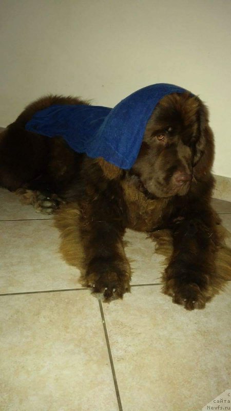 Фото: ньюфаундленд Brownblood MSK Avanti Darling Kid (Браунблад МСК Аванти Дарлинг Кид)