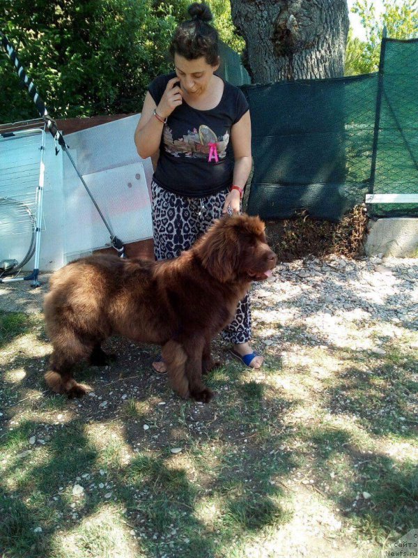 Фото: ньюфаундленд Brownblood MSK Avanti Darling Kid (Браунблад МСК Аванти Дарлинг Кид)