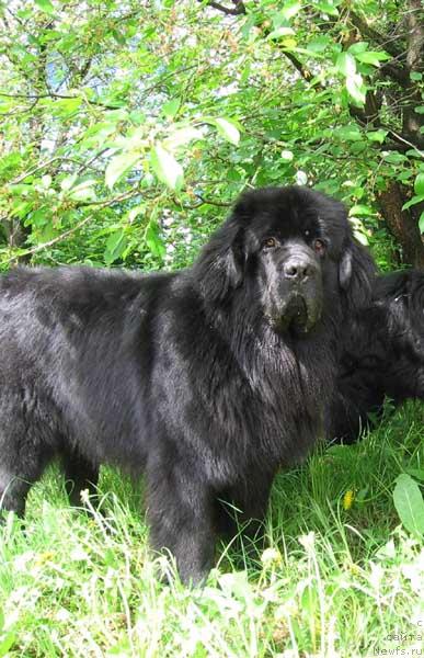 Фото: ньюфаундленд YOshi s Berega Dona (Ёши с Берега Дона)