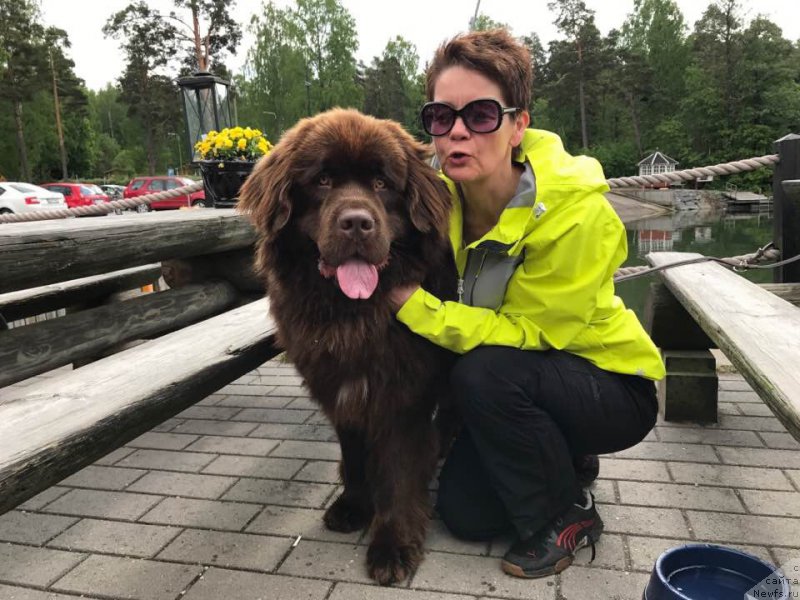 Фото: ньюфаундленд Brownblood MSK Alfa-Romeo Gold Baddy (Браунблад МСК Альфа-Ромео Голд Бадди)