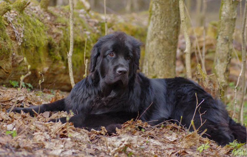 Фото: ньюфаундленд Chernaya Mafia Ball of Fire (Черная Мафия Балл оф Фире)