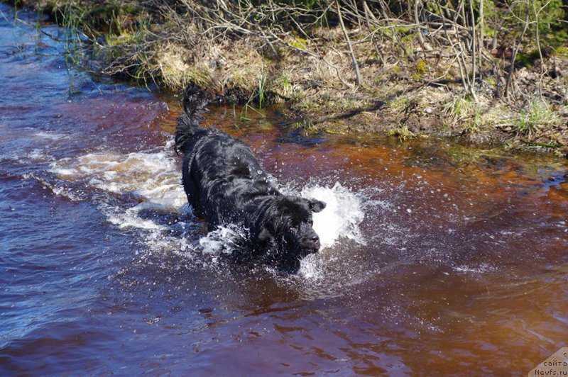 Фото: ньюфаундленд Chernaya Mafia Ball of Fire (Черная Мафия Балл оф Фире)