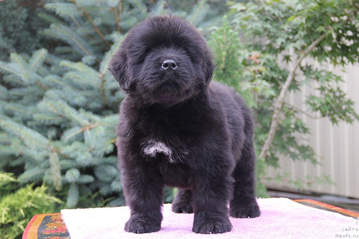 Фото: ньюфаундленд Lukas s Berega Dona (Лукас с Берега Дона)