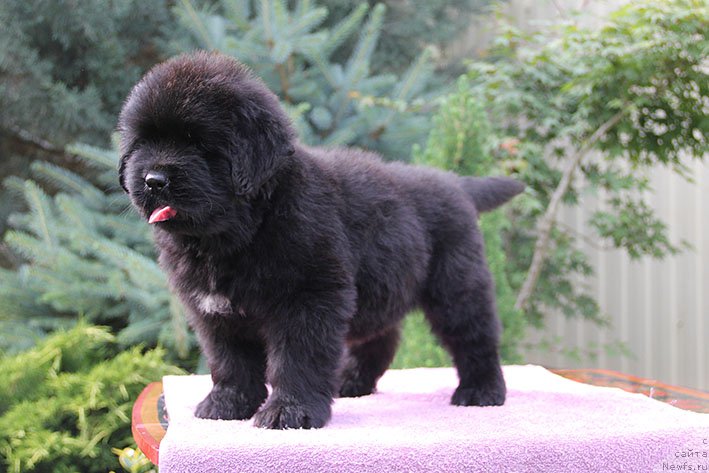 Фото: ньюфаундленд Lukas s Berega Dona (Лукас с Берега Дона)