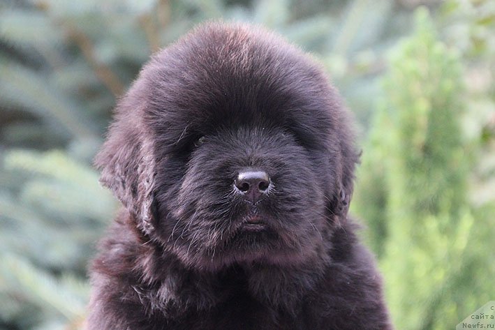 Фото: ньюфаундленд Lukas s Berega Dona (Лукас с Берега Дона)