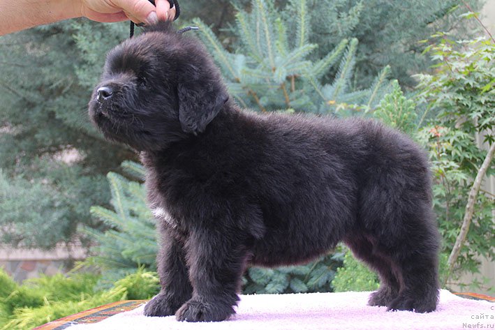 Фотография № 226012