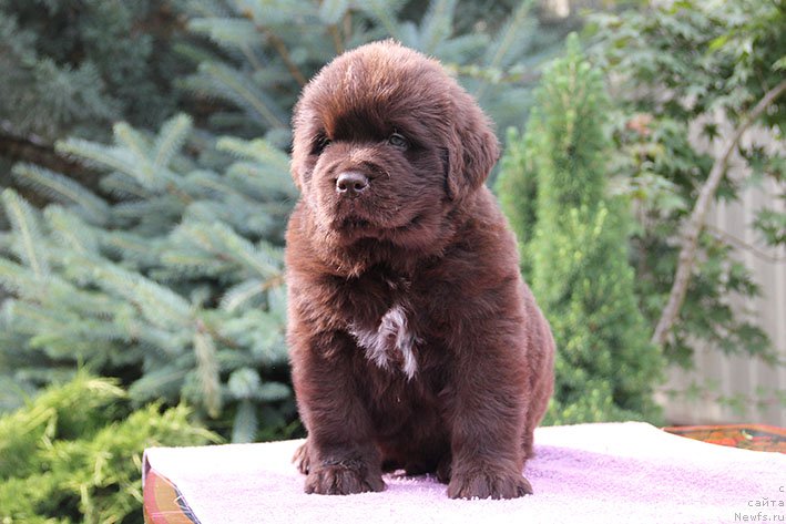 Фото: ньюфаундленд Lucij s Berega Dona (Луций с Берега Дона)