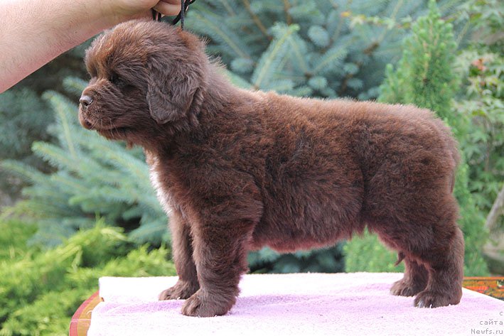 Фото: ньюфаундленд Lucij s Berega Dona (Луций с Берега Дона)