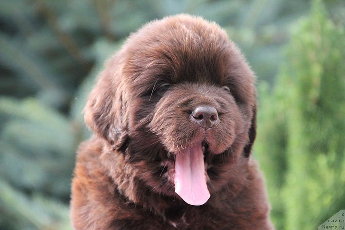 Фото: ньюфаундленд Lucij s Berega Dona (Луций с Берега Дона)