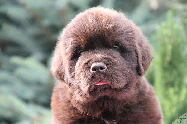 Фото: ньюфаундленд Lucij s Berega Dona (Луций с Берега Дона)