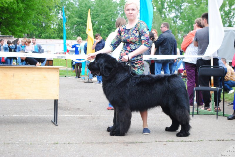 Фото: ньюфаундленд Ataman iz Zamka Melvin (Атаман из Замка Мелвин)