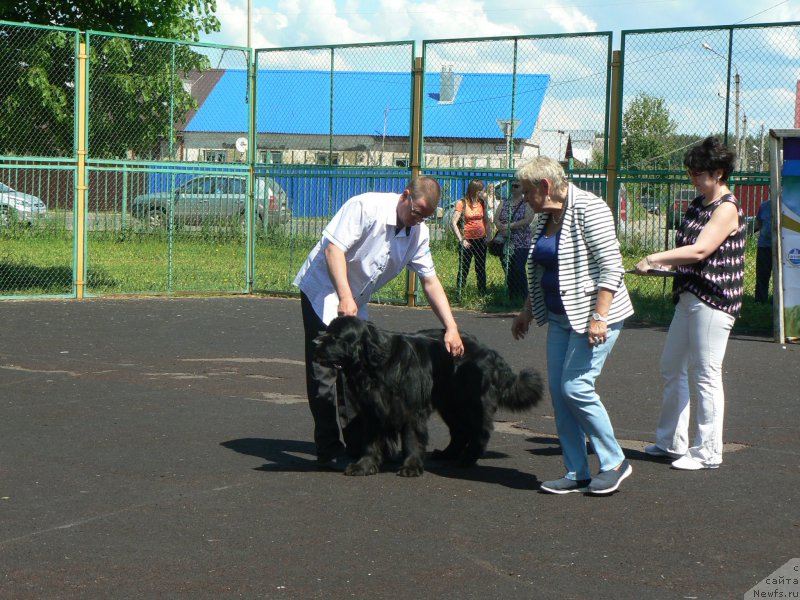 Фото: ньюфаундленд Smigar Ukrotitel'nica Tigrov (Смигар Укротительница Тигров), Mihail Pucillo (Михаил Пуцилло)